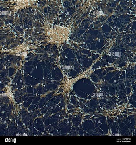 Human Neural Progenitor Cells In A Culture Medium Coloured Scanning