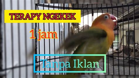 Masteran Lovebird Ngekek Panjang Jam Tanpa Iklan Untuk Terapi Labet