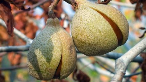 How Poisonous Are Buckeye Nuts To Humans? (Edible, Can You Eat)