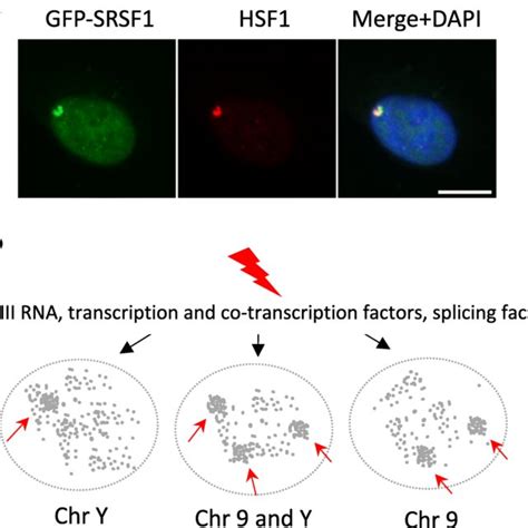 HSF1 overexpression leads to its binding to pericentric regions of ... 