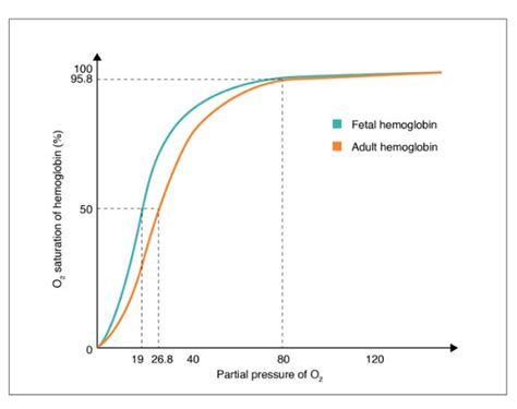 Transport Of Gases Anatomy And Physiology Ii