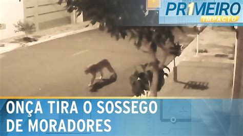 Fera Nas Ruas On A Assusta Moradores No Interior De Sp Primeiro