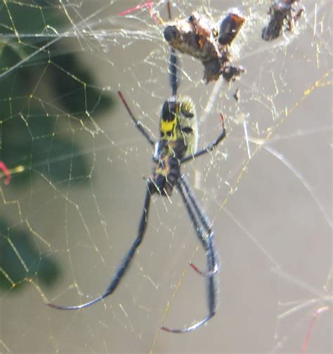 Hairy Golden Orb Weaving Spider Spiders And Scorpions Of Botswana