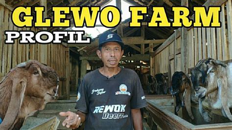 Profil Peternakan Kambing Jrabang Super Glewo Farm Tulungagung Youtube