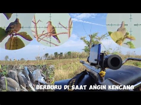 BERBURU BURUNG PUTER GENI Di Saat Angin Kencang YouTube