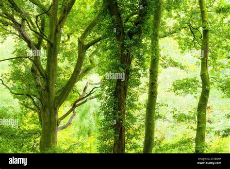 Trees In A Broadleaf Woodland In Early Autumn At Priors Wood North