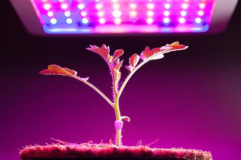 13 Of The Best Grow Lights For Indoor Gardens Gardeners Path