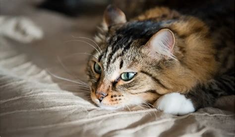 Feline Depression: Causes, Symptoms And Solutions » CatPointers