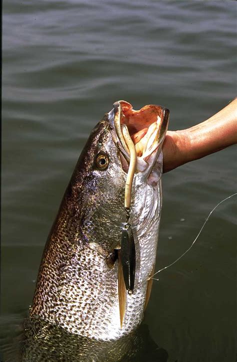 Tips for Targeting Weakfish | Sport Fishing Mag