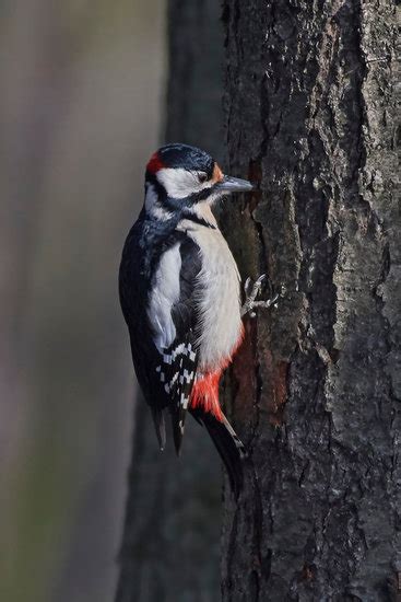 Comment reconnaître le pic épeiche Ornitho Mnemolia