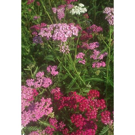 Krwawnik Pospolity Achillea Millefolium Cerise Queen Wiat Bylin