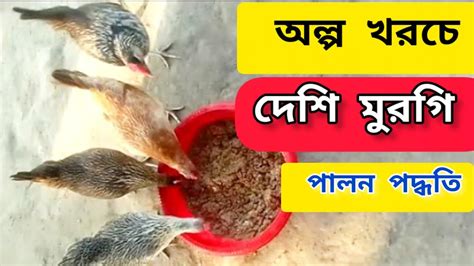 দেশি মুরগী পালন Village Life With Moni Youtube