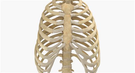 3d Real Human Rib Cage Model Turbosquid 1641247