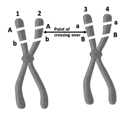 Homologous Chromosomes Diagram