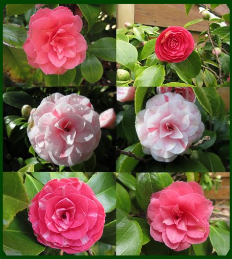 Solve Today Some Of The Colour Varieties On My White Camellia Jigsaw