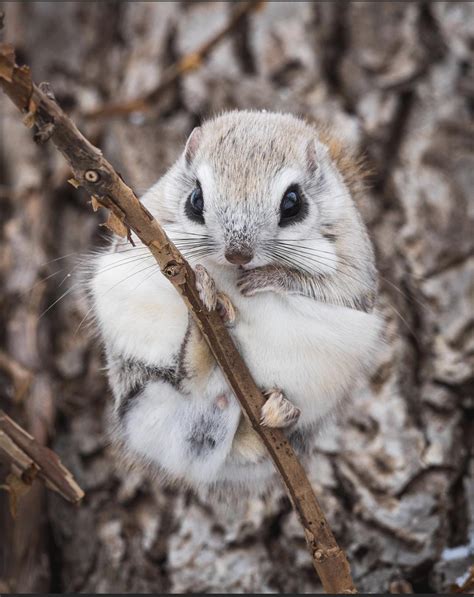 Japanese Flying Squirrel Flying