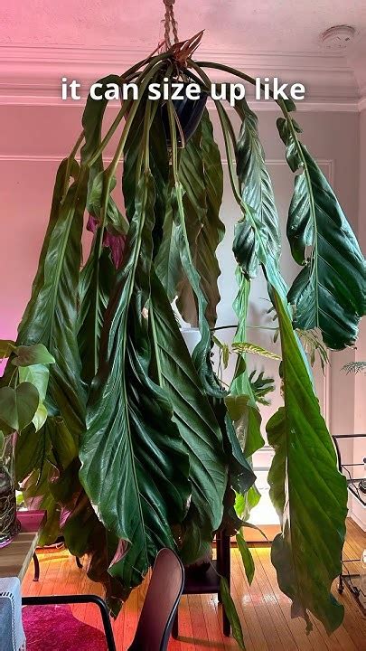 pendulant anthurium   massive anthurium big bill