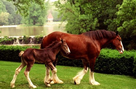 Budweiser Clydesdales Clydesdale Budweiser Clydesdales Clydesdale