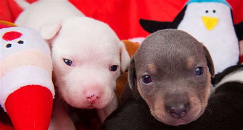 Rescue Dogs Getting Ready For Christmas The Dodo