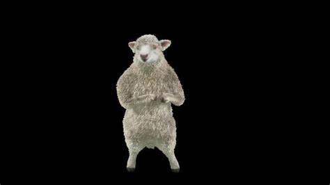 12 Sheep Dancing HD by CG_Render | VideoHive