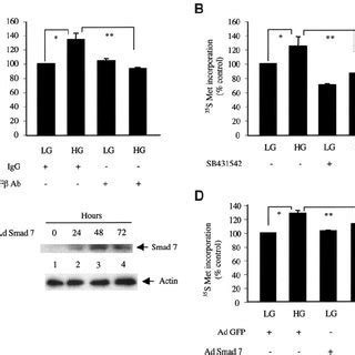 TGF Regulates High Glucoseinduced Mesangial Cell Hypertrophy A