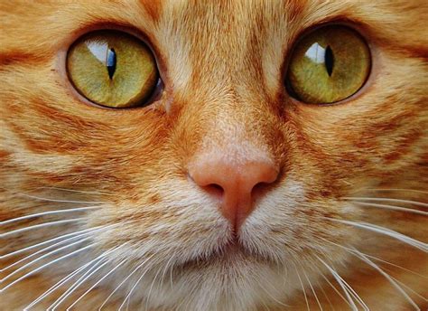 Free Picture Cat Portrait Pet Eye Animal Cute Kitten Fur Nose