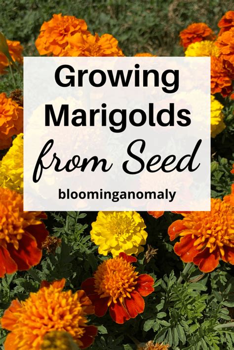 Growing Marigolds From Seed Tips For A Beautiful Garden Blooming Anomaly