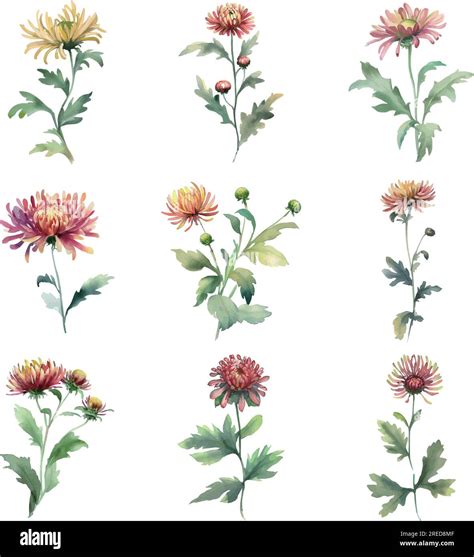 Chrysanthemum Botanical Illustration Hi Res Stock Photography And