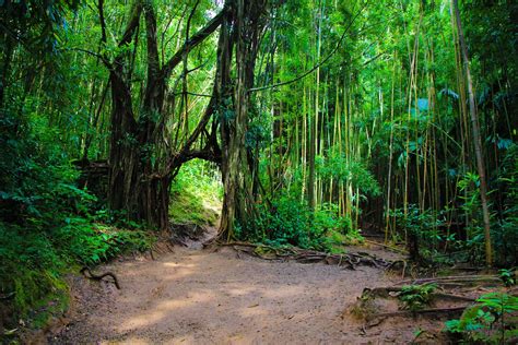 Manoa Falls Trail - Aloha Secrets