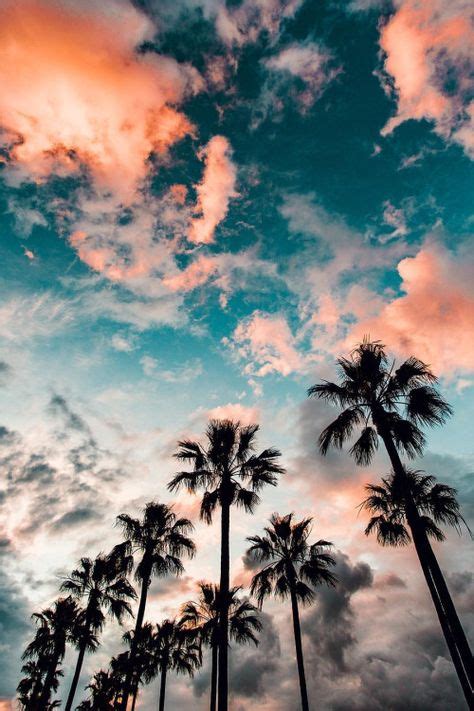 Summer Lock Screen Iphone Wallpapers Palm Trees 53 Ideas