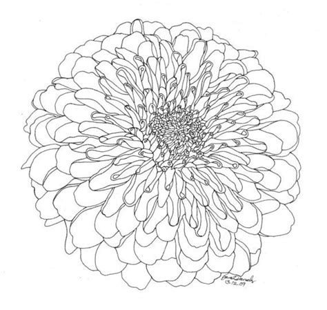 Chrysanthemum Drawing at GetDrawings | Free download