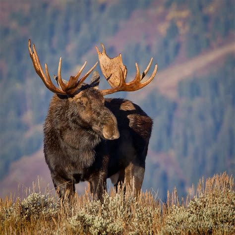 North American Moose Flickr Photo Sharing