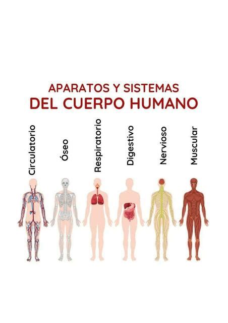 Aparatos Y Sistemas Del Cuerpo Humano Ysaac Garcia Udocz