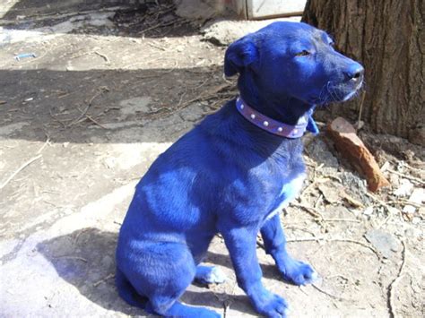 Blue Dog 7 Pics