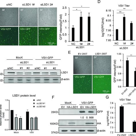 LSD1 Promotes RNA Virus Triggered Signal Pathway A HEK293T Cells