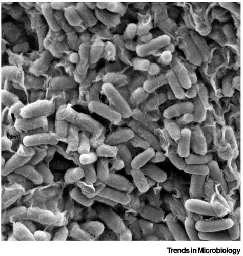 Bacillus Subtilis