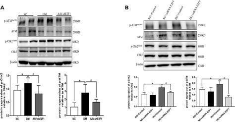 Frontiers Metformin Improves The Senescence Of Renal Tubular