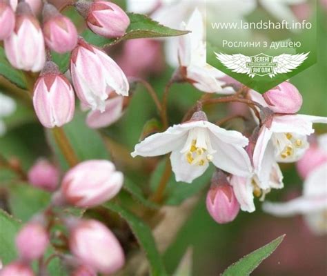 Deutzia purpurascens Kalmiiflora Дейція пурпурова Калміфлора