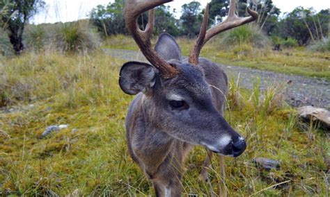 VENADO de Cola Blanca - Caminatas Ecológicas Bogotá