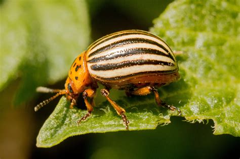 Tracing The Origins Of The Colorado Potato Beetle College Of