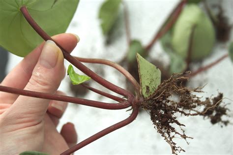 How To Propagate Watermelon Peperomia Nadigaharria