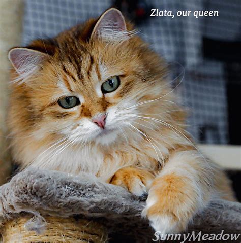 Siberians SunnyMeadow — Breeder of Purebred Hypoallergenic Siberian