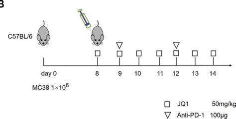 Invivoplus Anti Mouse Pd Cd Clone Rmp Bio X Cell