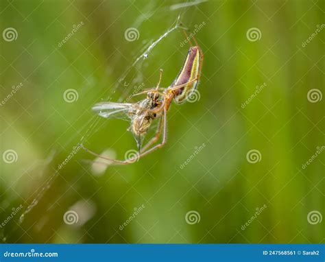 Long Jawed Spider Tetragnatha Extensa Royalty Free Stock Photography