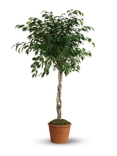 Ficus Plant Care & Maintenance Guide - Starbright NYC