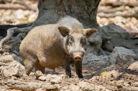 Premium Photo | Boar on natural habitat. wild animals.