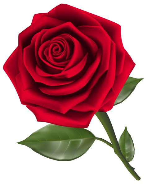 Beautiful Red Rose 14033606 Png