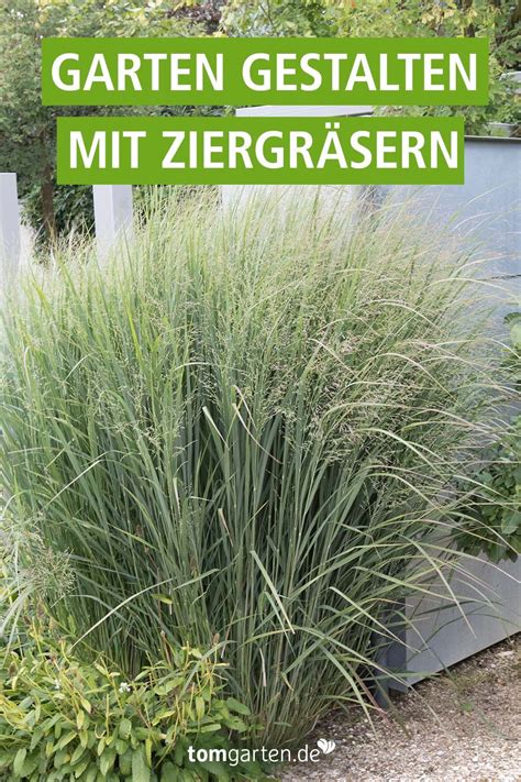 Ziergräser unsere top 10 für ihren garten Artofit