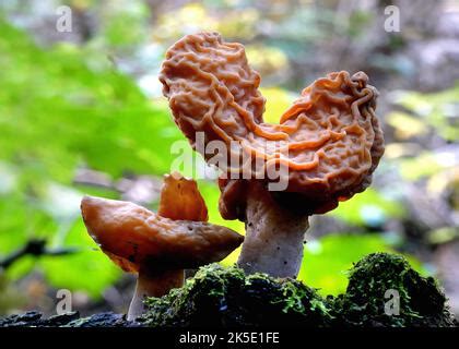 Gyromitra Tasmanica Le Morel Faux Sud Est Une Famille De Champignons