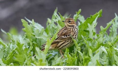 1,764 Meadow_pipit Images, Stock Photos & Vectors | Shutterstock